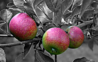 Abstrakta äpple i färg